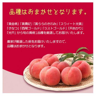 ふるさと納税 寒河江市 山形の黄桃 3kg(8〜16玉) 品種おまかせ 秀品 2026年産の画像