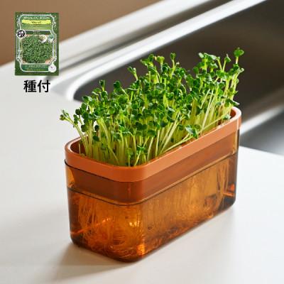 ふるさと納税 海南市 ベジマジそだてる スプラウト栽培容器 ブラウン 種付き(ブロッコリースプラウト) 家庭菜園