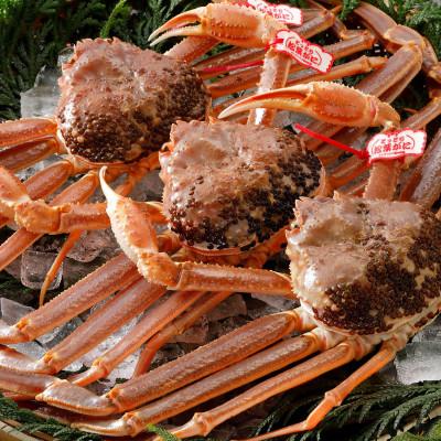 ふるさと納税 北栄町 [活] [タグ付き]厳選松葉がに 特大3杯(700g以上×3杯) 2025年11月発送