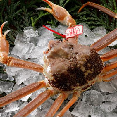 ふるさと納税 北栄町 [活] [タグ付き]厳選松葉がに 500g以上×1杯 2025年11月発送