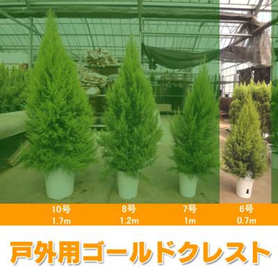 ふるさと納税 旭市 ゴールドクレスト(戸外用)6号鉢 高さ:約70センチ [クリスマスツリー シンボルツリー]