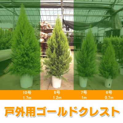 ふるさと納税 旭市 ゴールドクレスト(戸外用) 8号鉢 高さ:約1.2メートル [クリスマスツリー シンボルツリー]