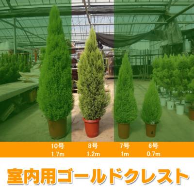 ふるさと納税 旭市 ゴールドクレスト ウィルマ(室内用)8号鉢 高さ:約1.2メートル [クリスマスツリー]