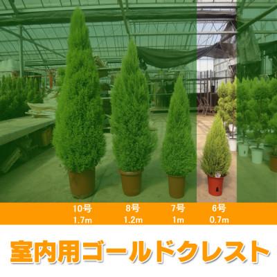 ふるさと納税 旭市 ゴールドクレスト ウィルマ(室内用)6号鉢 高さ:約70センチ [クリスマスツリー]