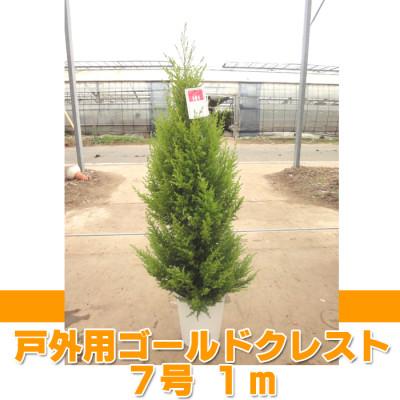 ふるさと納税 旭市 ゴールドクレスト(戸外用) 7号鉢 高さ:約1メートル [クリスマスツリー シンボルツリー]