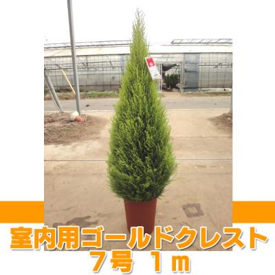 ふるさと納税 旭市 ゴールドクレスト ウィルマ(室内用)7号鉢 高さ:約80〜90センチ [クリスマスツリー]
