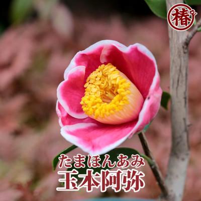 ふるさと納税 稲沢市 茶花椿「玉本阿弥-たまほんあみ-」接木18cmポット苗