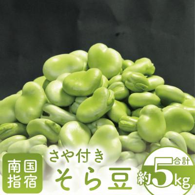 ふるさと納税 指宿市 [2026年3月中旬〜発送]さや付きそら豆 約5kg〜春〜(013-1575)