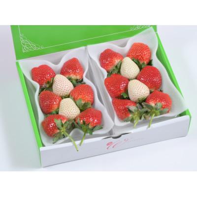 ふるさと納税 鹿沼市 つる付き紅白プレミアムいちご270g×2パック(2月中旬〜2月下旬発送) |  | 02