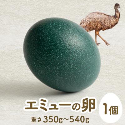 ふるさと納税 菊池市 エミューの卵 1個