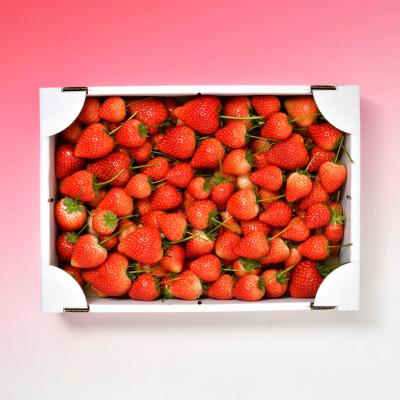 ふるさと納税 鹿沼市 とちあいか不揃い2kg(家庭用、ジャム・冷凍など