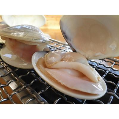 ふるさと納税 大網白里市 九十九里浜　天然はまぐり　1.5kg【厳選】〈10月上旬より順次発送予定〉_1