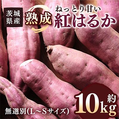 ふるさと納税 潮来市 さつまいも 熟成紅はるか 約10kg 無選別(L〜Sサイズ)