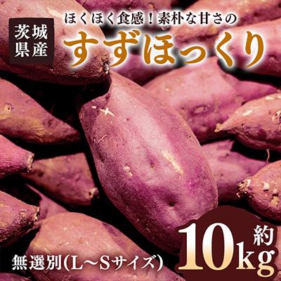 ふるさと納税 潮来市 さつまいも すずほっくり 約10kg 無選別(L〜Sサイズ)