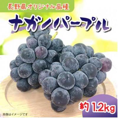 ふるさと納税 豊丘村 [2026年8月下旬順次発送][豊丘村]南信州産 ナガノパープル(約1.2kg)