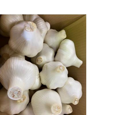 ふるさと納税 小豆島町 小豆島 生にんにく 約2kg