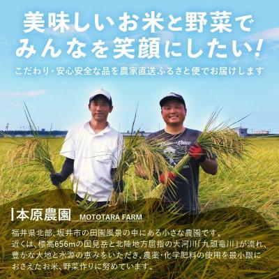 ふるさと納税 坂井市 【先行受付】【令和6年産】福井県産コシヒカリ 5kg×1袋　玄米[A-8902] |  | 02