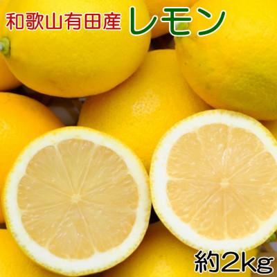 ふるさと納税 有田川町 [安心果実]和歌山有田産国産レモン約2kg(サイズ混合)