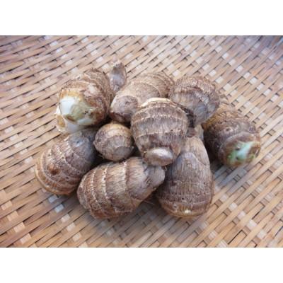 ふるさと納税 能美市 JAS有機栽培 里芋 3kg