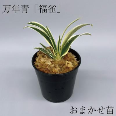 ふるさと納税 潮来市 万年青(おもと) 福雀
