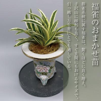 ふるさと納税 潮来市 万年青(おもと) 福雀 : Yahoo!ふるさと納税