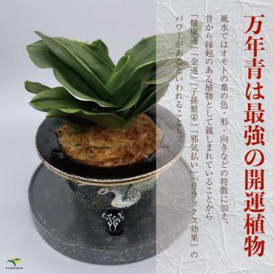 ふるさと納税 潮来市 万年青(おもと) 瑞泉 : Yahoo!ふるさと納税