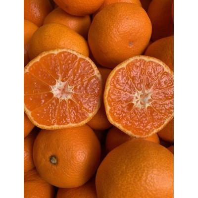 ふるさと納税 有田川町 [高糖系]越冬本貯蔵 丹生系みかん 秀品2L〜3L 約5kg