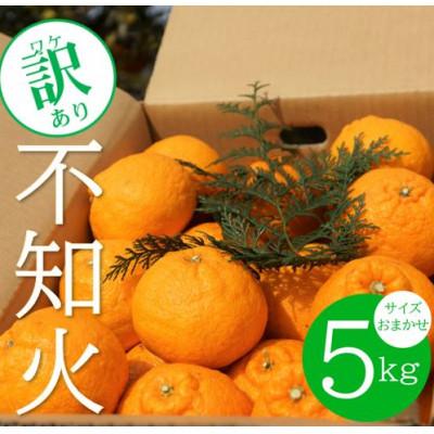 ふるさと納税 日高町 [訳あり]不知火(しらぬい・しらぬひ) 約5kg (農家お助けサイズおまかせ)[デコポンと同品種]