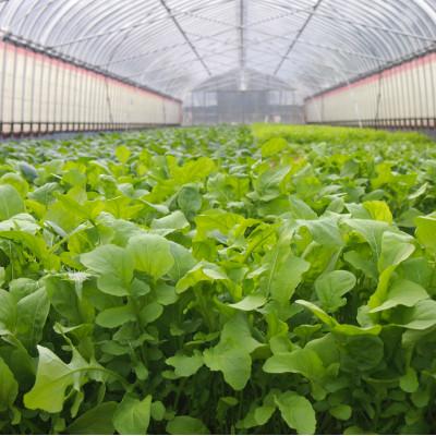 ふるさと納税 浜田市 朝採り新鮮!有機野菜詰合せセット(7〜9種) |  | 01
