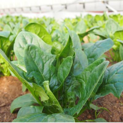 ふるさと納税 浜田市 朝採り新鮮!有機野菜詰合せセット(7〜9種) |  | 02