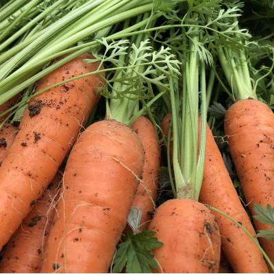 ふるさと納税 浜田市 朝採り新鮮!有機野菜詰合せセット(7〜9種