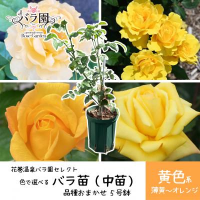 ふるさと納税 花巻市 <2026年3月より発送>花巻温泉バラ園で育った「バラ中苗」5号サイズ -黄-
