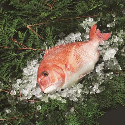 ふるさと納税 東温市 愛媛県産養殖真鯛フィレ2パック(頭1パック付)
