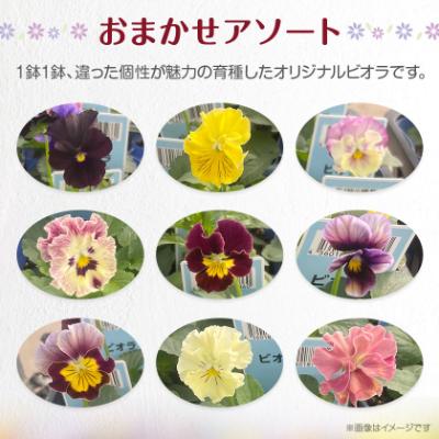 ふるさと納税 豊川市 オリジナルビオラおまかせアソート〈ベーシック 28鉢〉 |  | 01