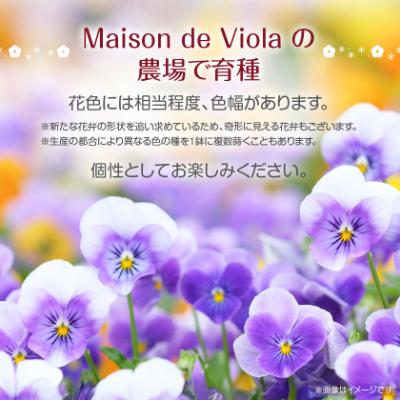 ふるさと納税 豊川市 オリジナルビオラおまかせアソート〈ベーシック 28鉢〉 |  | 02