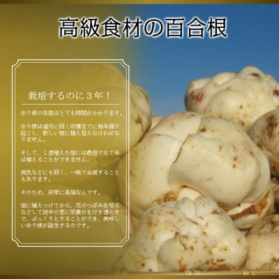 ふるさと納税 富良野市 2026年秋発送開始【訳あり】北海道富良野産 ゆり根 2kg |  | 01