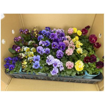 ふるさと納税 豊川市 オリジナルビオラおまかせアソート[プレミアム28鉢]