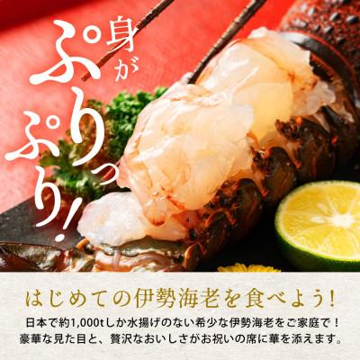 ふるさと納税 勝浦市 【お刺身OK】千葉県勝浦産 生冷活〆いせえび  大サイズ 600gUP |  | 03
