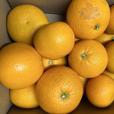 ふるさと納税 美浜町 【希少品種】和歌山県産紅八朔約5kg(サイズ混合