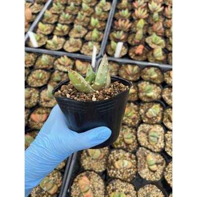 ふるさと納税 長与町 [数量限定]Aloe aculeata V crousiana(アロエ クロウジアナ)1株 長与町