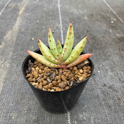 ふるさと納税 長与町 [数量限定] Aloe ferox(アロエ フェロックス)1株 長与町/アグリューム