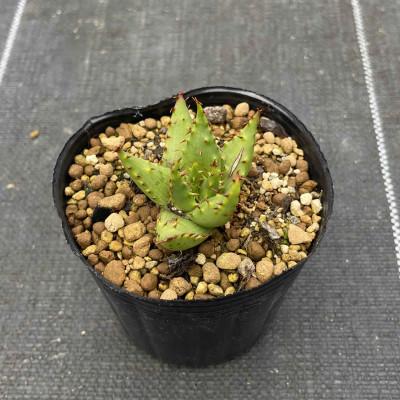 ふるさと納税 長与町 [数量限定] Aloe broomii(アロエ ブルーミー)1株 長与町/アグリューム