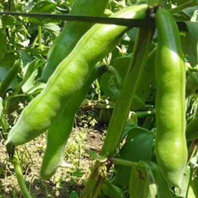 ふるさと納税 館山市 おひさま農園のそら豆「打越みどり」 約3.8kg[5月上旬より順次発送]