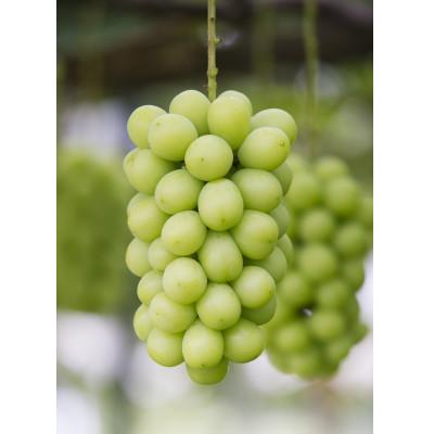 ふるさと納税 南陽市 シャインマスカット 約1.3kg(2房〜3房)[S2054]