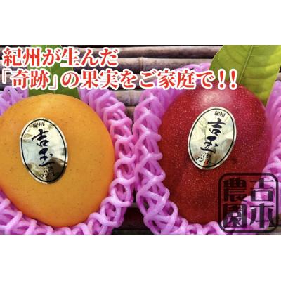 ふるさと納税 和歌山市 紀州完熟マンゴー『吉玉』 ご家庭用訳あり品1kg