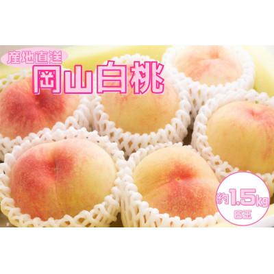 ふるさと納税 勝央町 [2026年発送][先行受付][桃の産地岡山から朝どれ直送]岡山県産 白桃 1.5kg(6玉)