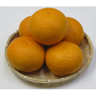ふるさと納税 坂出市 甘夏柑 約10kg
