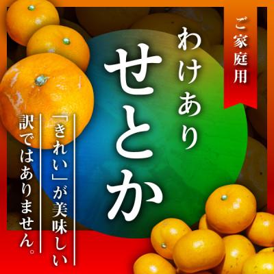 ふるさと納税 八幡浜市 三代目のわけありせとか4kg【サイズ不揃い・傷