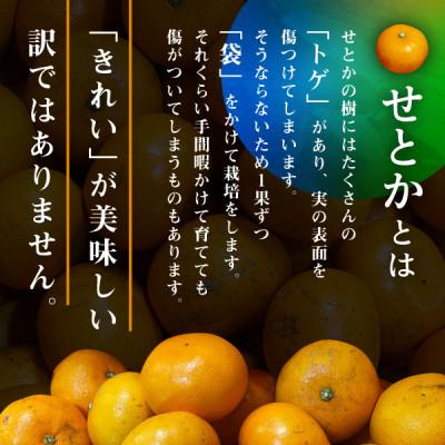 ふるさと納税 八幡浜市 三代目のわけありせとか4kg【サイズ不揃い・傷