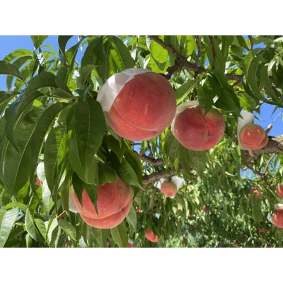 ふるさと納税 長野市 【先行受付】JAグリーン長野 桃 2kg 特秀(輝々) 6〜8玉 糖度保障品 品種お任せの画像
